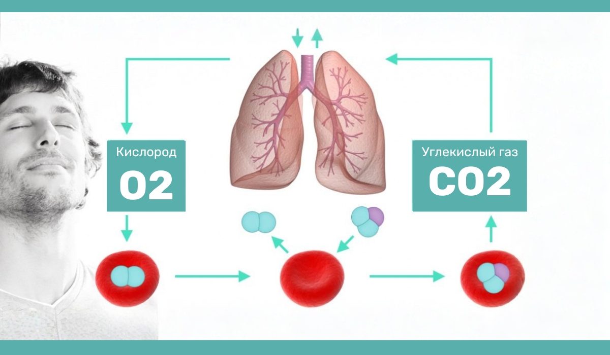 Влияние повышенной концентрации CO₂ на организм человека