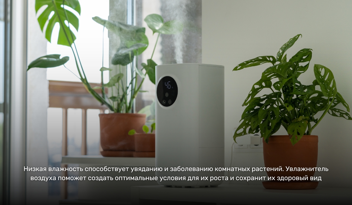 Влияние сухого воздуха на растения: увлажнитель воздуха как идеальное решение